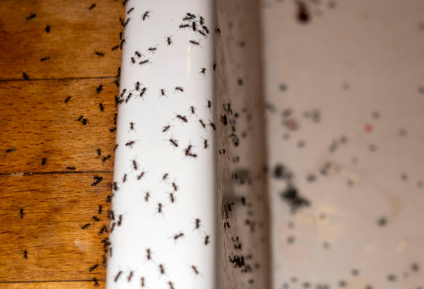 Reliable Van Alstyne, TX Pest Control Solutions