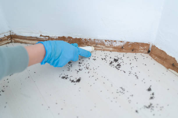 Best Residential Pest Control  in Van Alstyne, TX